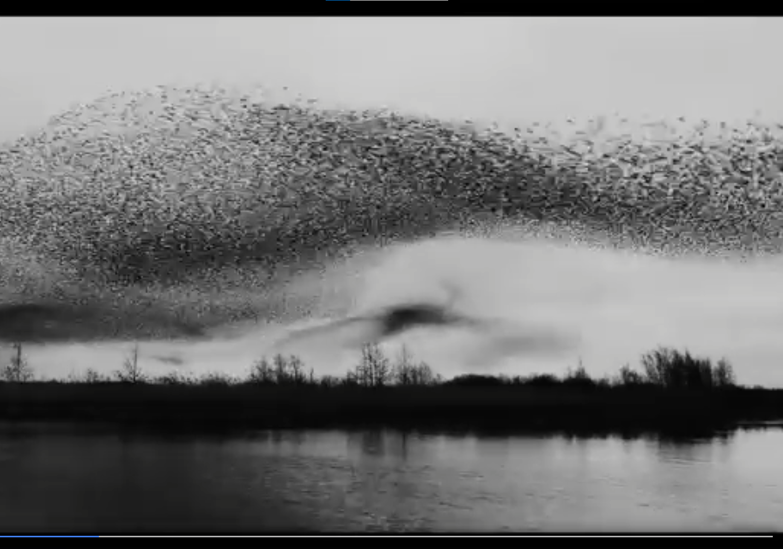 A screen grab in black and white of a murmuration of starlings in flight.